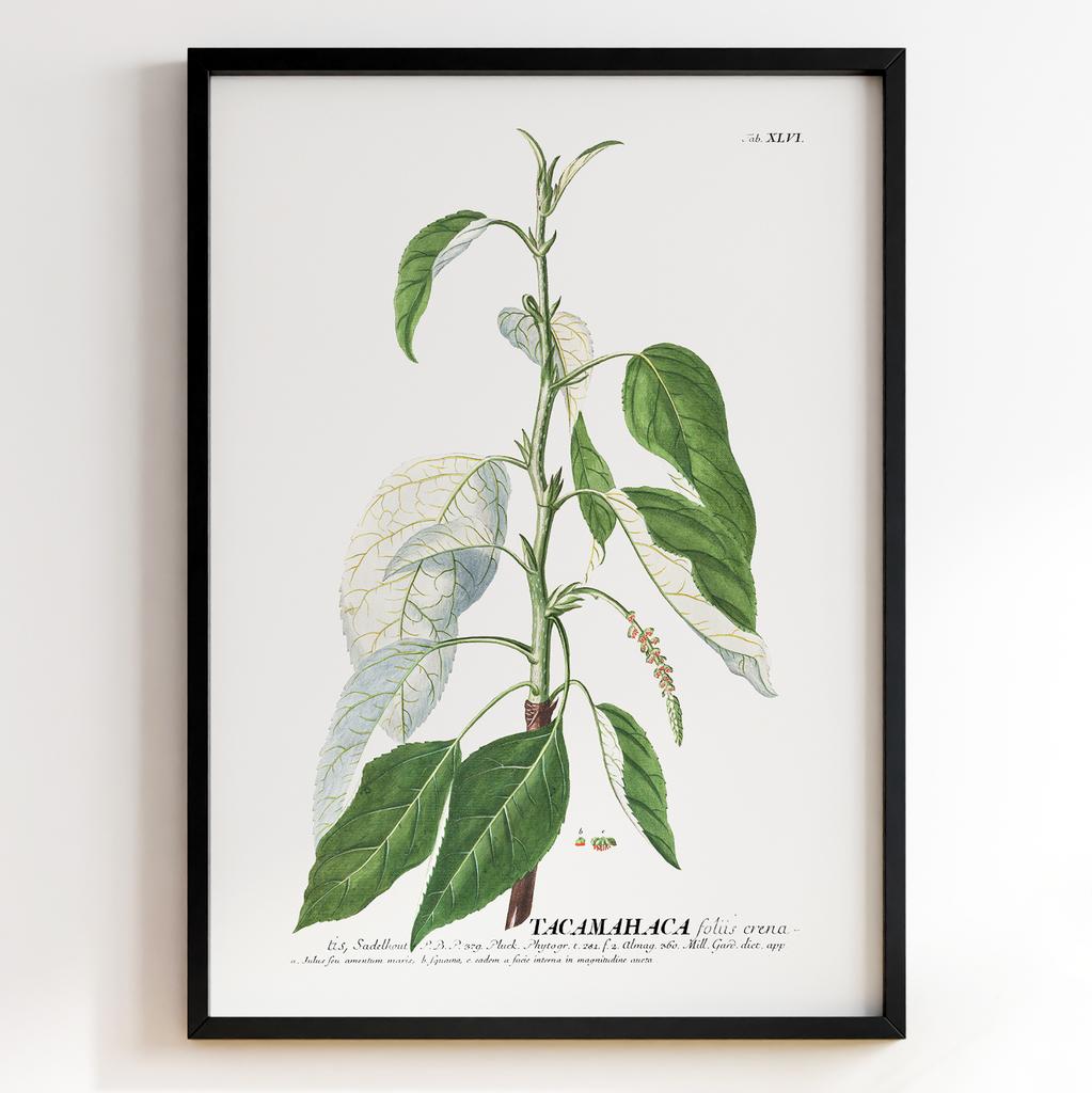 Ботанічний постер Георг Діонісіус Еррет | Georg Dionysius Ehret Арт: 28412