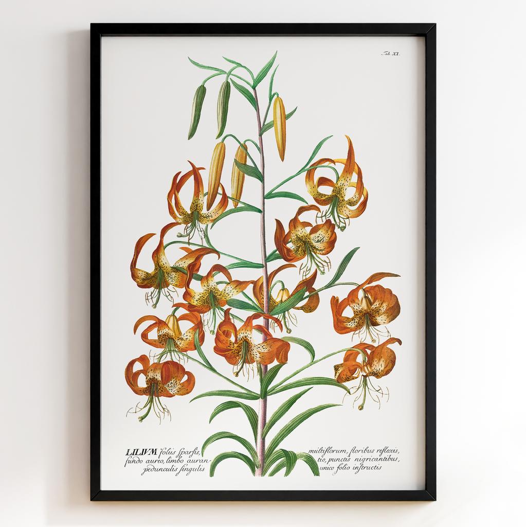 Ботанічний постер Георг Діонісіус Еррет | Georg Dionysius Ehret Арт: 28413