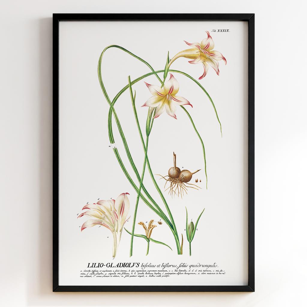 Ботанічний постер Георг Діонісіус Еррет | Georg Dionysius Ehret Арт: 28414