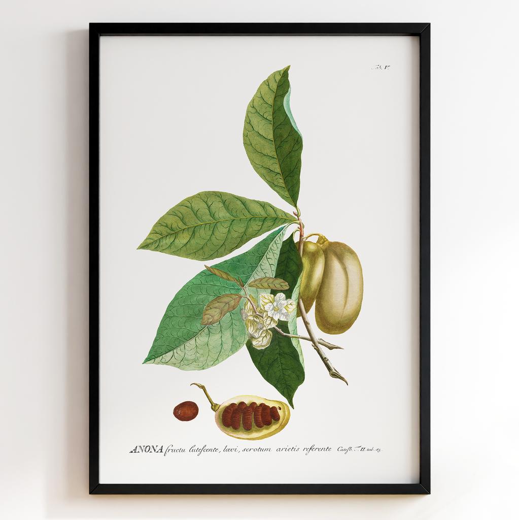 Ботанічний постер Георг Діонісіус Еррет | Georg Dionysius Ehret Арт: 28415