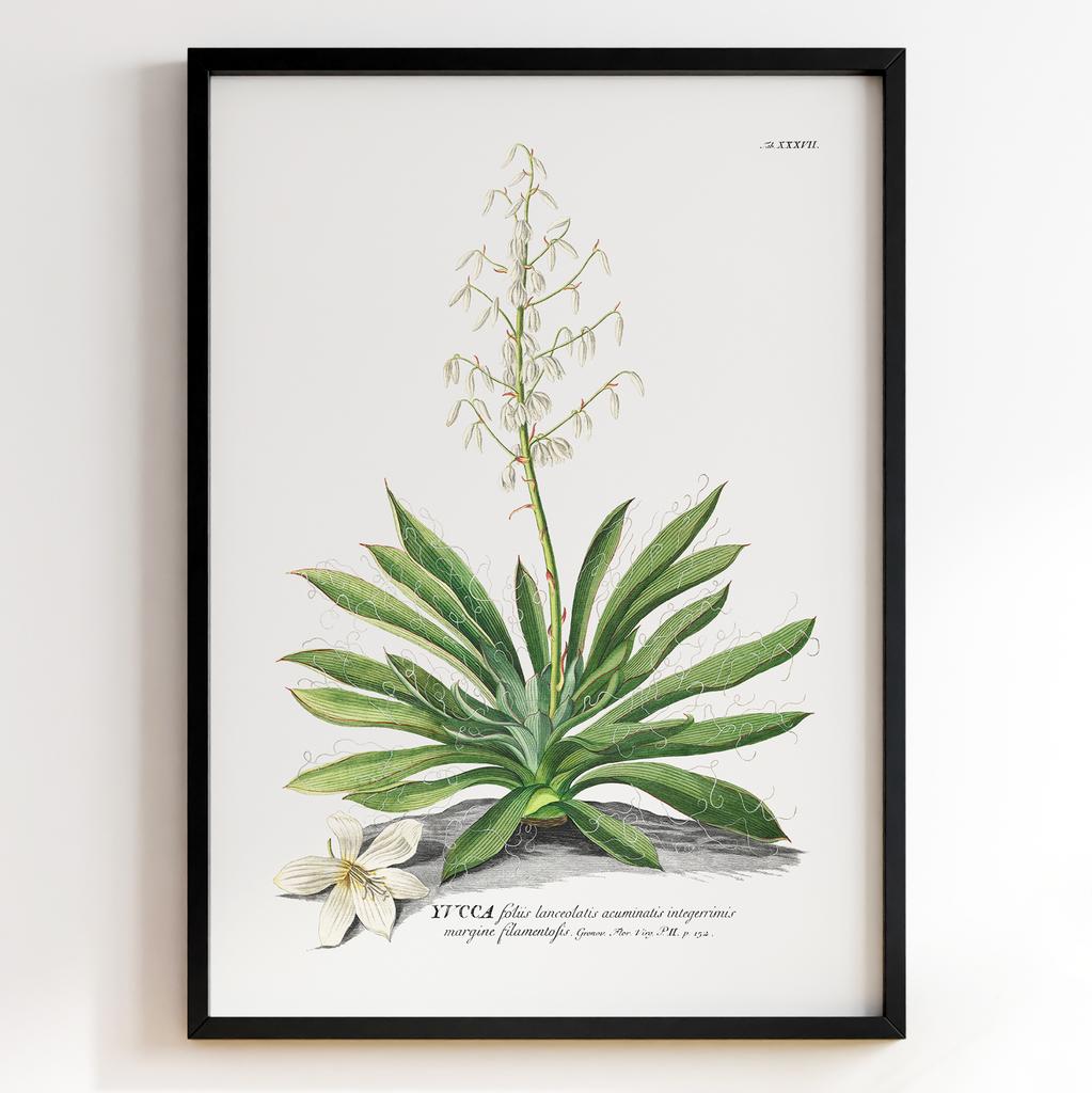 Ботанічний постер Георг Діонісіус Еррет | Georg Dionysius Ehret Арт: 28416