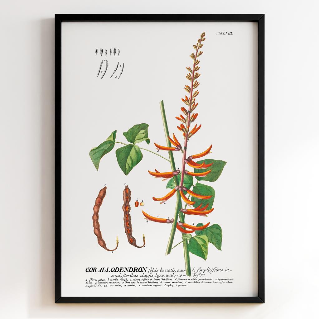 Ботанічний постер Георг Діонісіус Еррет | Georg Dionysius Ehret Арт: 28417