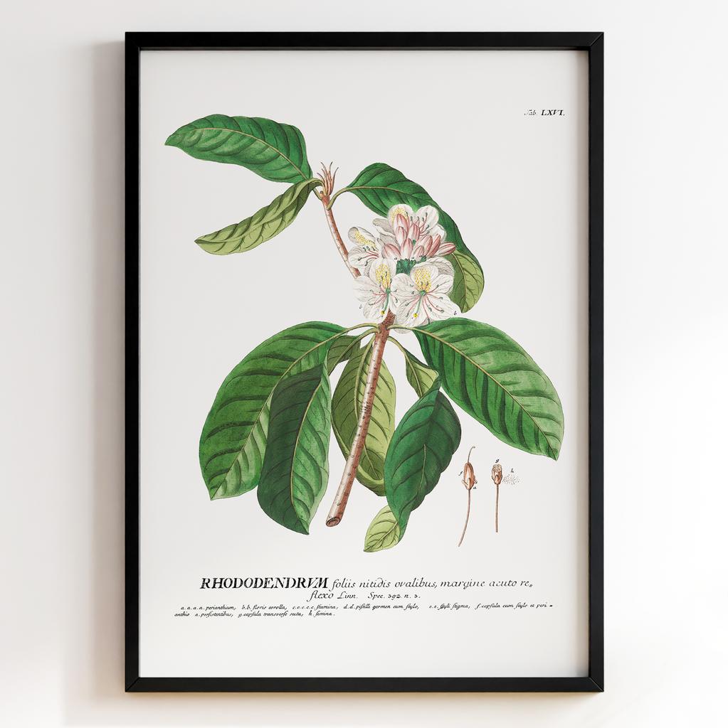 Ботанічний постер Георг Діонісіус Еррет | Georg Dionysius Ehret Арт: 28418