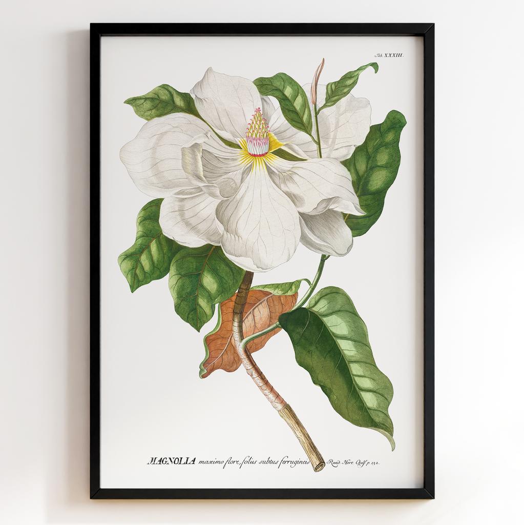 Ботанічний постер Георг Діонісіус Еррет | Georg Dionysius Ehret Арт: 28419