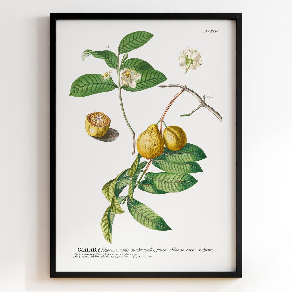 Ботанічний постер Георг Діонісіус Еррет | Georg Dionysius Ehret Арт: 28420