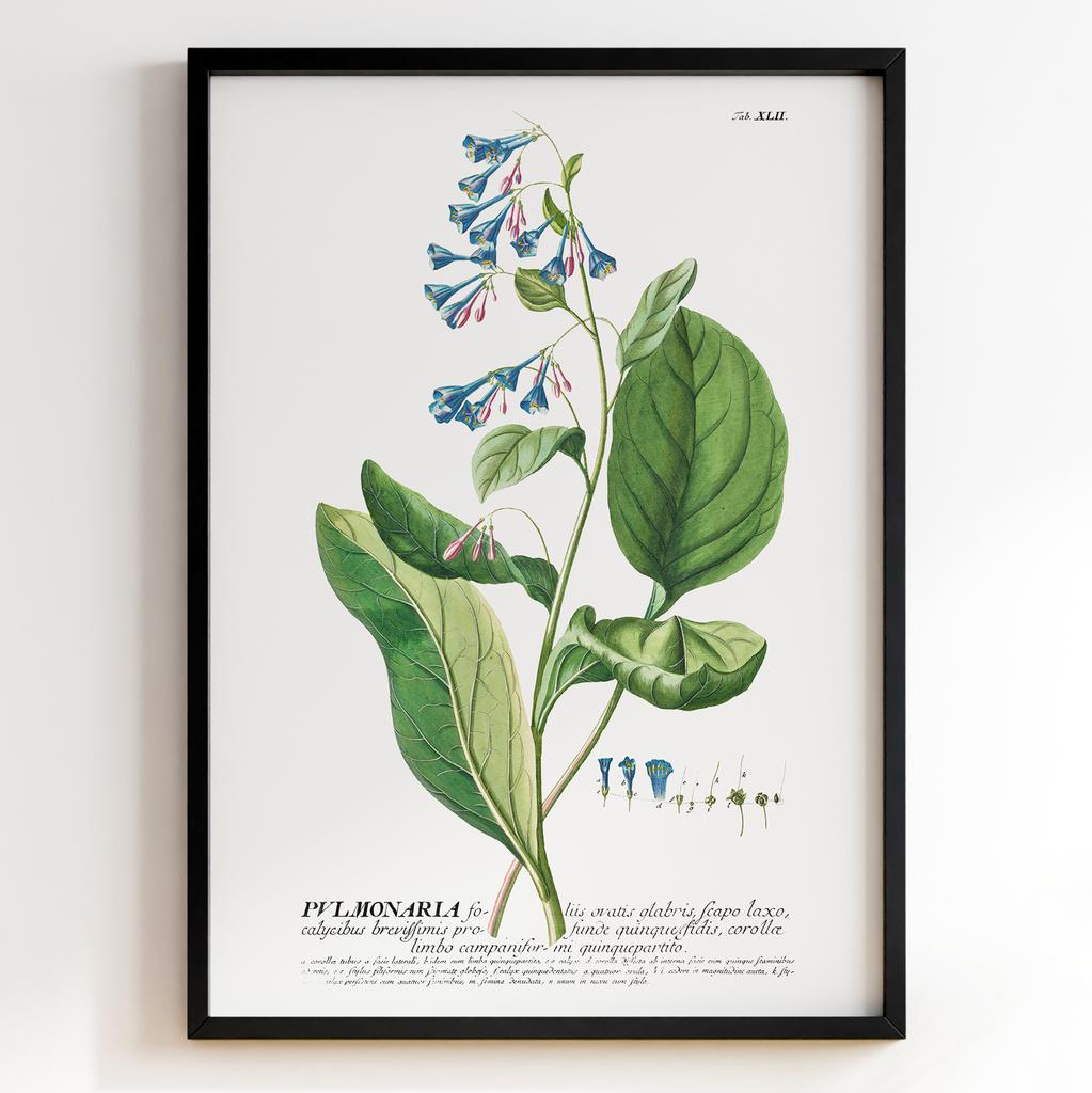 Ботанічний постер Георг Діонісіус Еррет | Georg Dionysius Ehret Арт: 28421