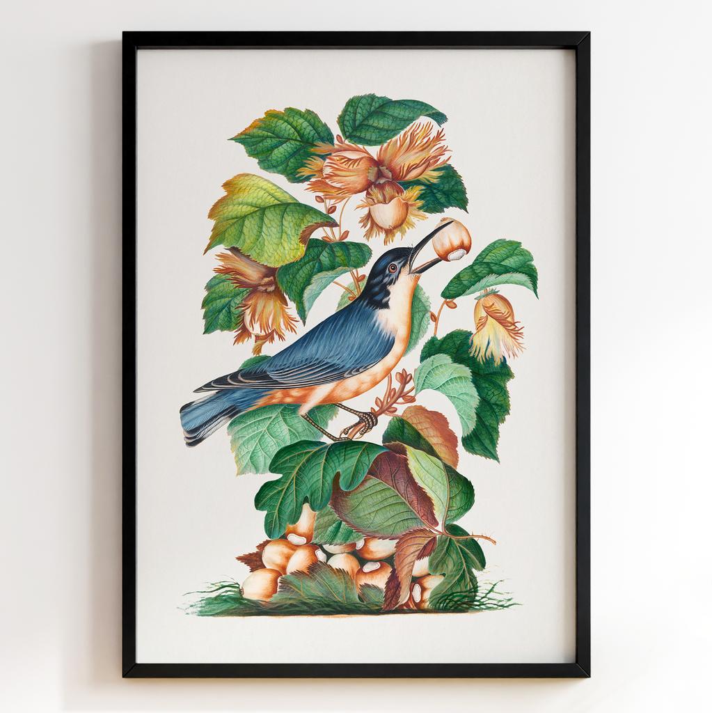 Ботанічні постери Джеймс Болтон | James Bolton Арт: 28421