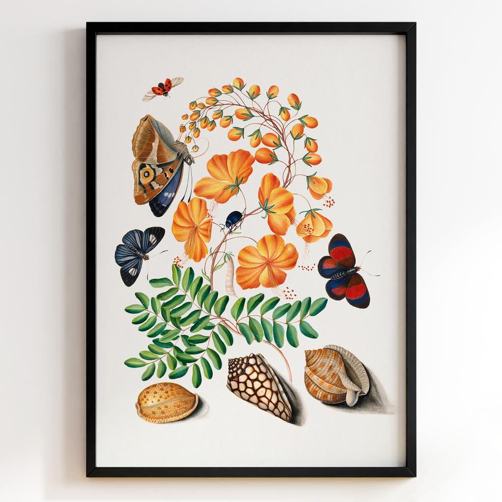 Ботанічні постери Джеймс Болтон | James Bolton Арт: 28431