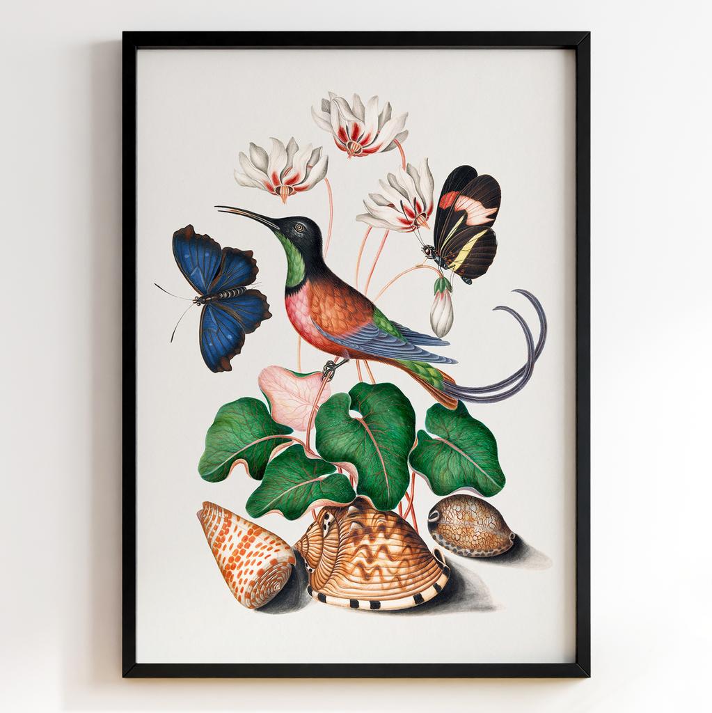 Ботанічні постери Джеймс Болтон | James Bolton Арт: 28432