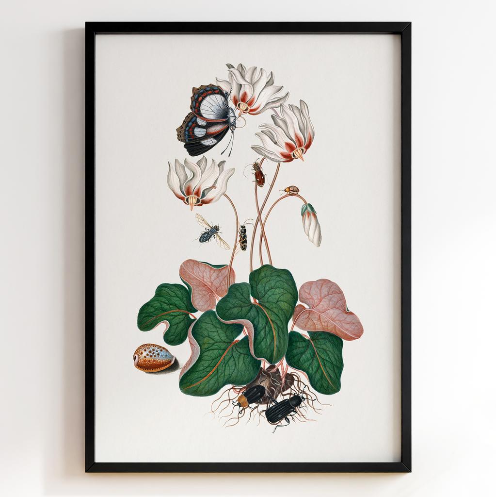 Ботанічні постери Джеймс Болтон | James Bolton Арт: 28433