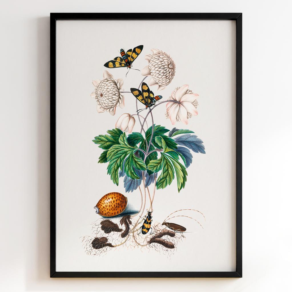 Ботанічні постери Джеймс Болтон | James Bolton Арт: 28434