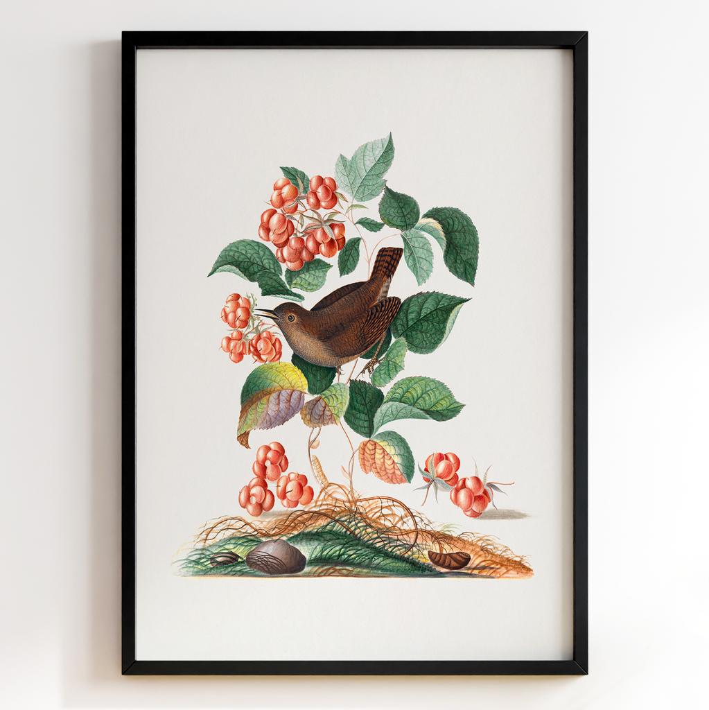 Ботанічні постери Джеймс Болтон | James Bolton Арт: 28435