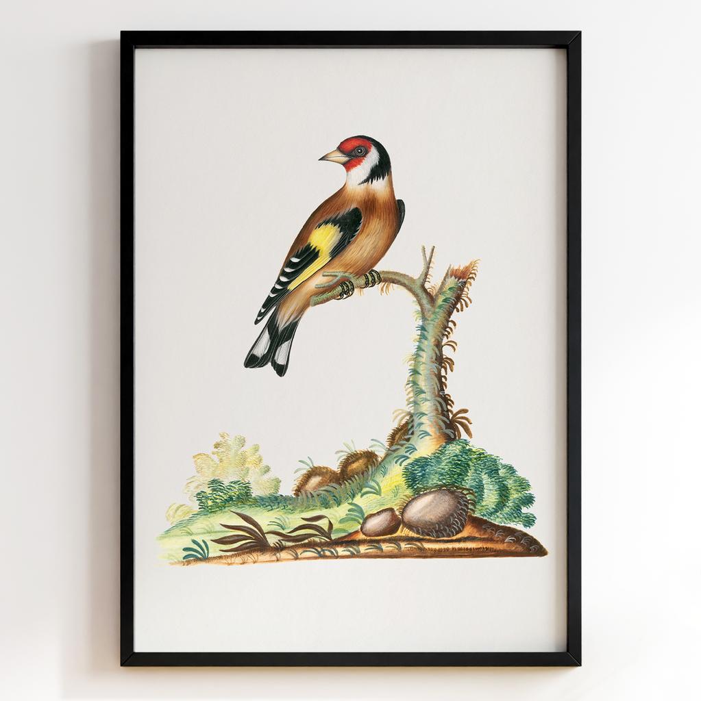 Ботанічні постери Джеймс Болтон | James Bolton Арт: 28436