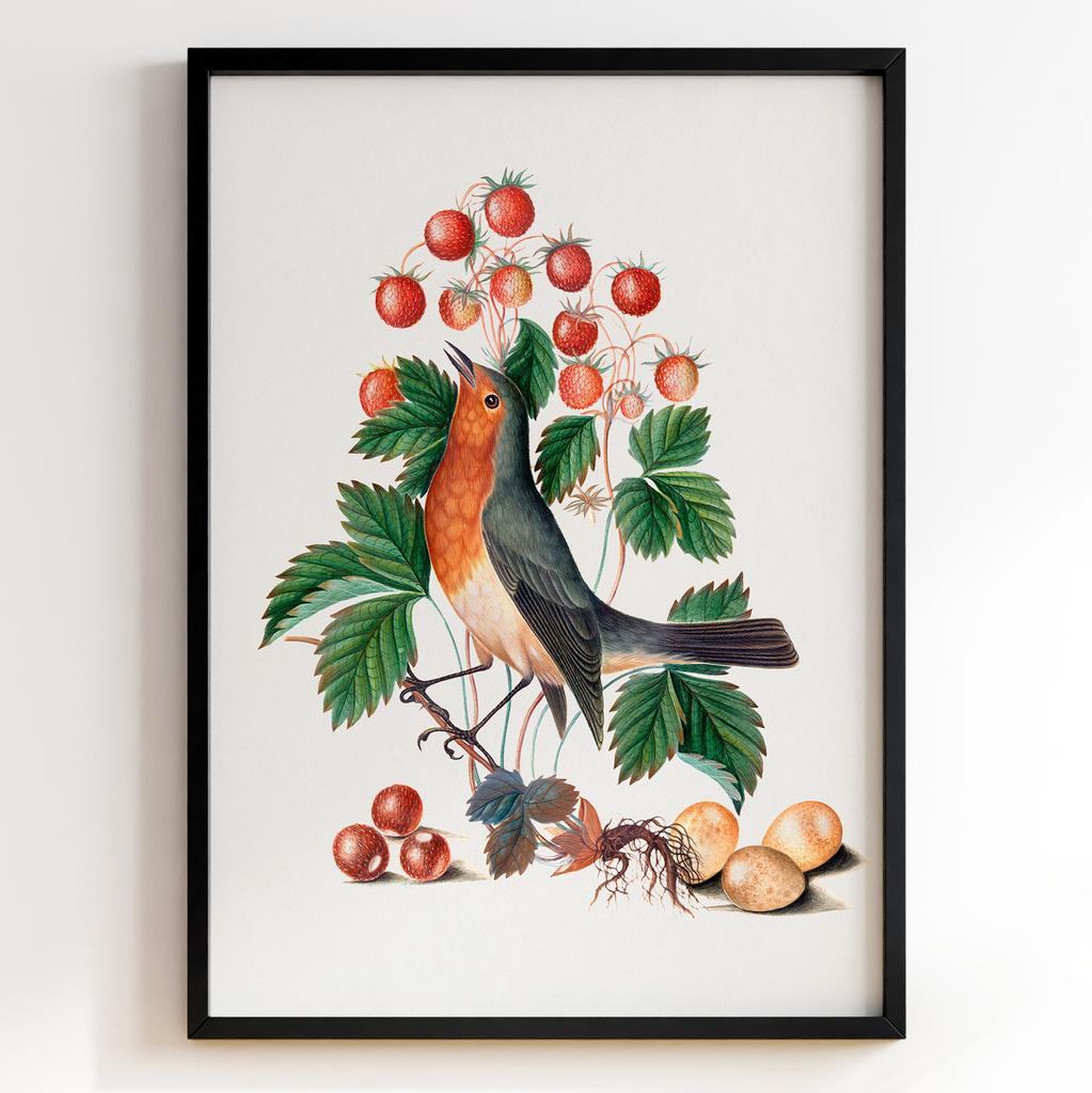 Ботанічні постери Джеймс Болтон | James Bolton Арт: 28437