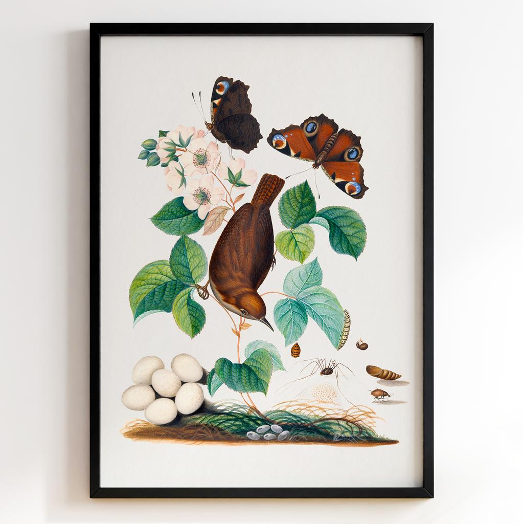 Ботанічні постери Джеймс Болтон | James Bolton Арт: 28438