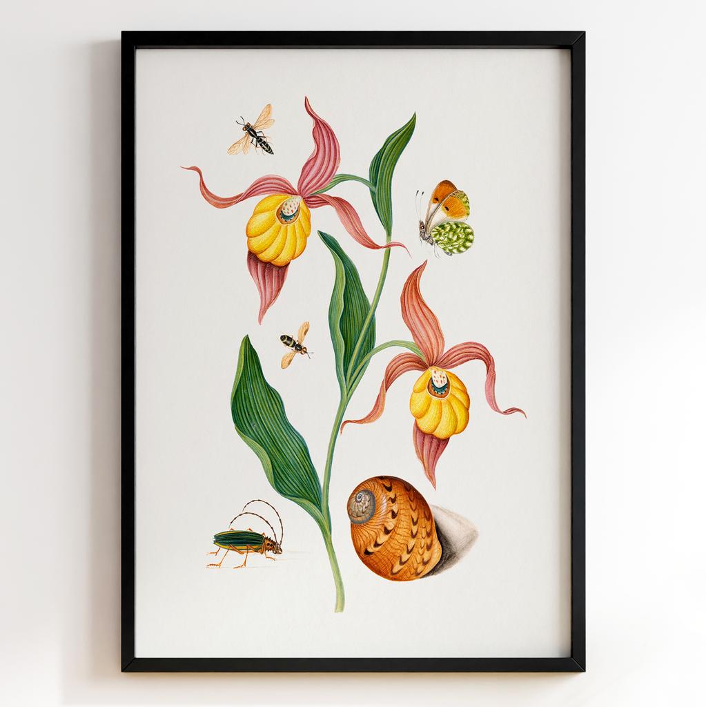 Ботанічні постери Джеймс Болтон | James Bolton Арт: 28439