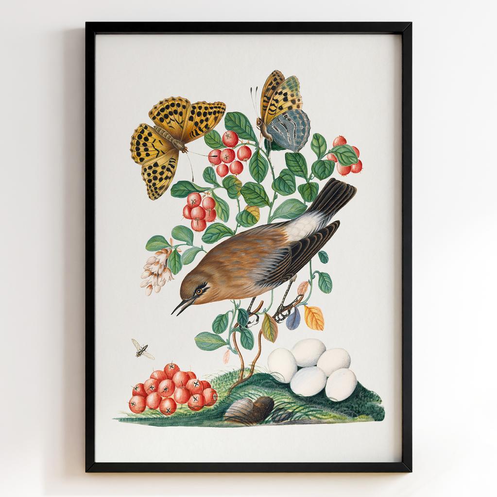 Ботанічні постери Джеймс Болтон | James Bolton Арт: 28440