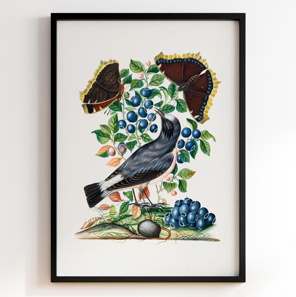 Ботанічні постери Джеймс Болтон | James Bolton Арт: 28441