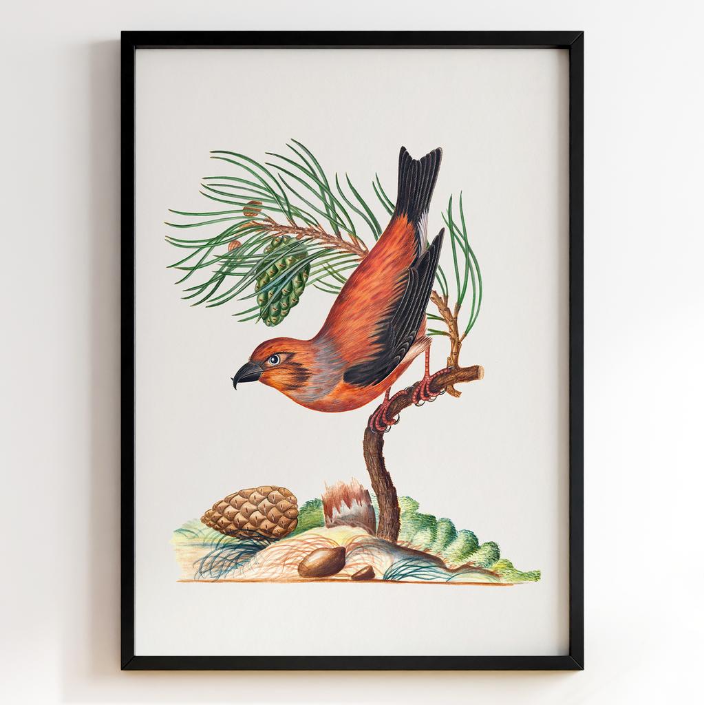 Ботанічні постери Джеймс Болтон | James Bolton Арт: 28443