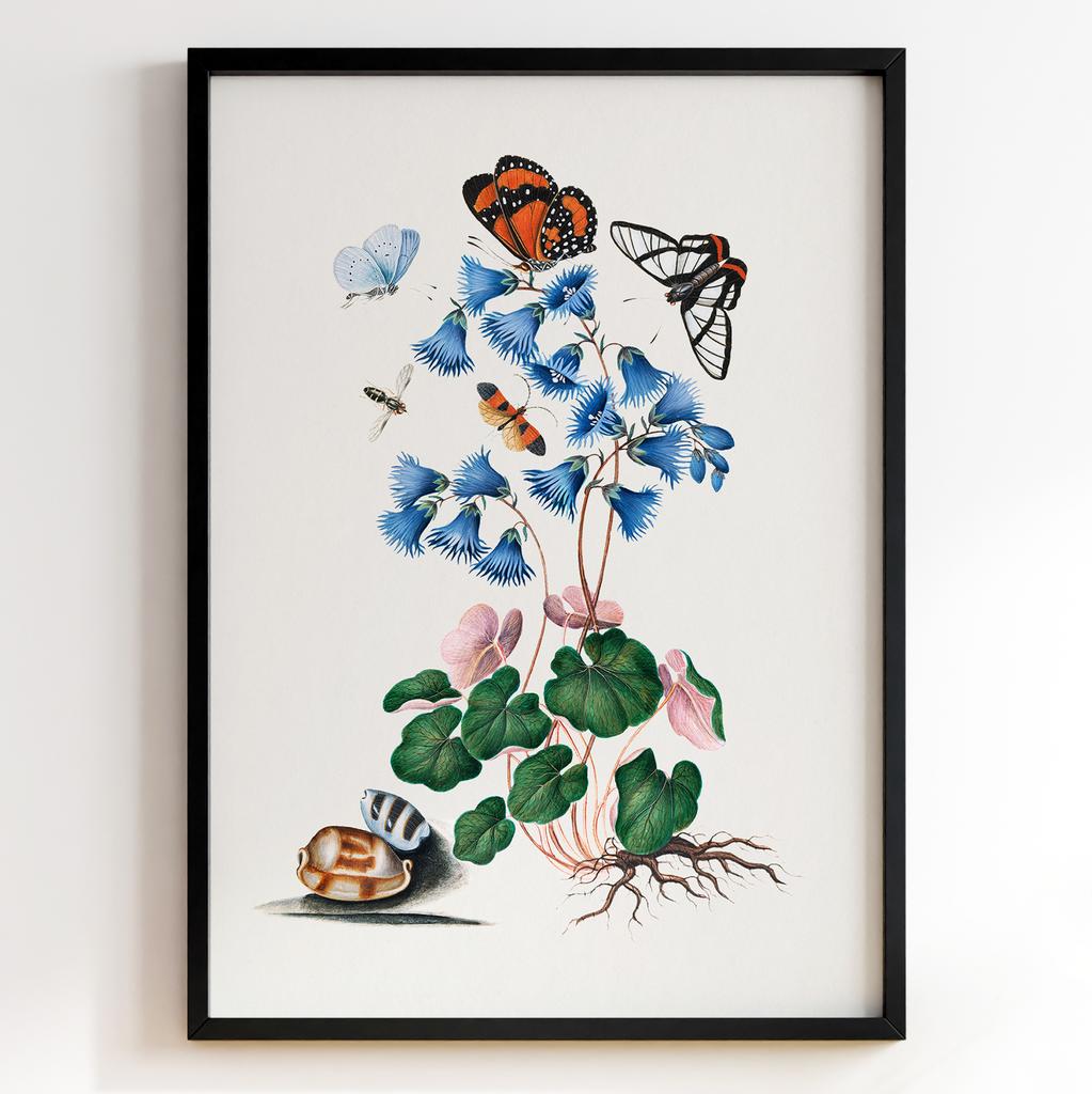 Ботанічні постери Джеймс Болтон | James Bolton Арт: 28444