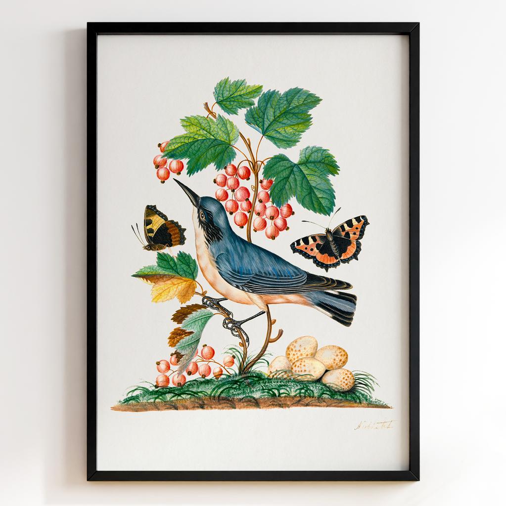 Ботанічні постери Джеймс Болтон | James Bolton Арт: 28446