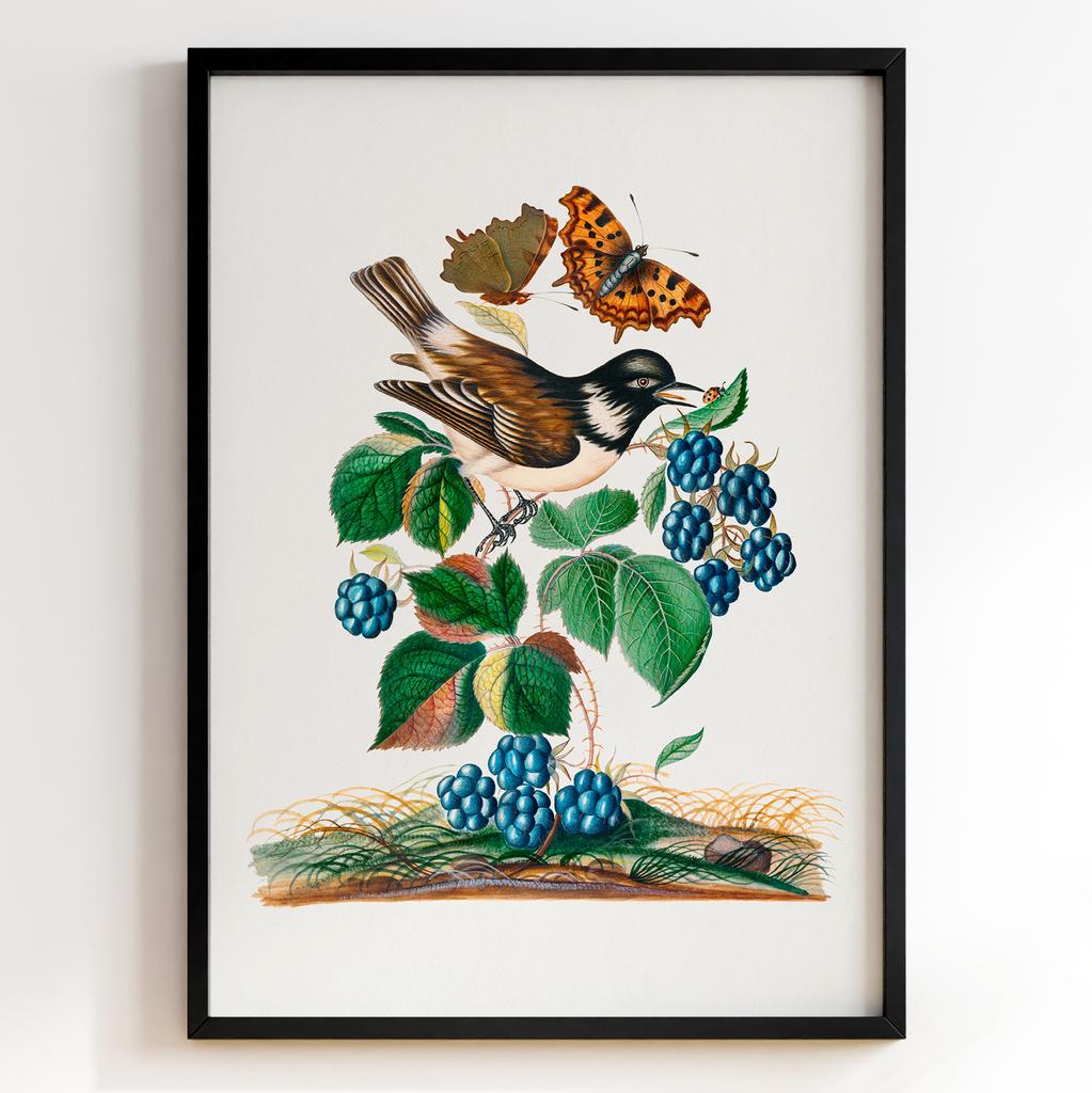 Ботанічні постери Джеймс Болтон | James Bolton Арт: 28447