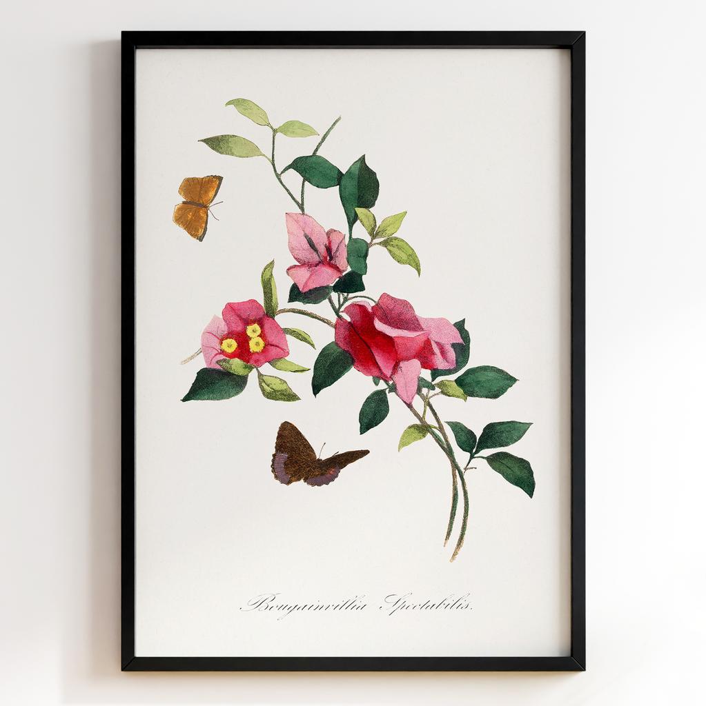 Ботанічний постер Поль Жерве | Paul Gervais Арт: 28450