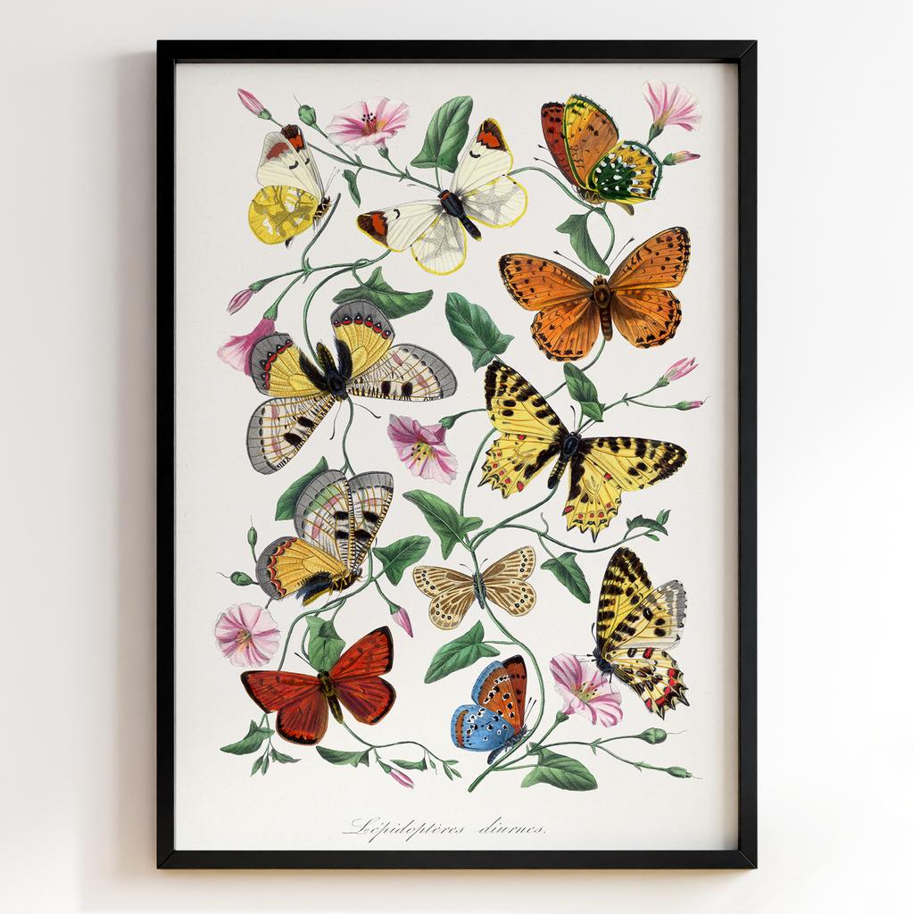 Ботанічний постер Поль Жерве | Paul Gervais Арт: 28451