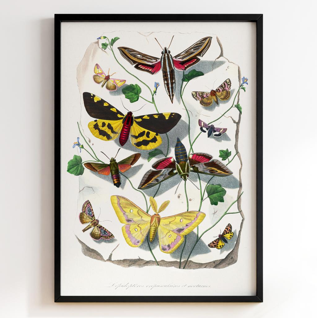 Ботанічний постер Поль Жерве | Paul Gervais Арт: 28452