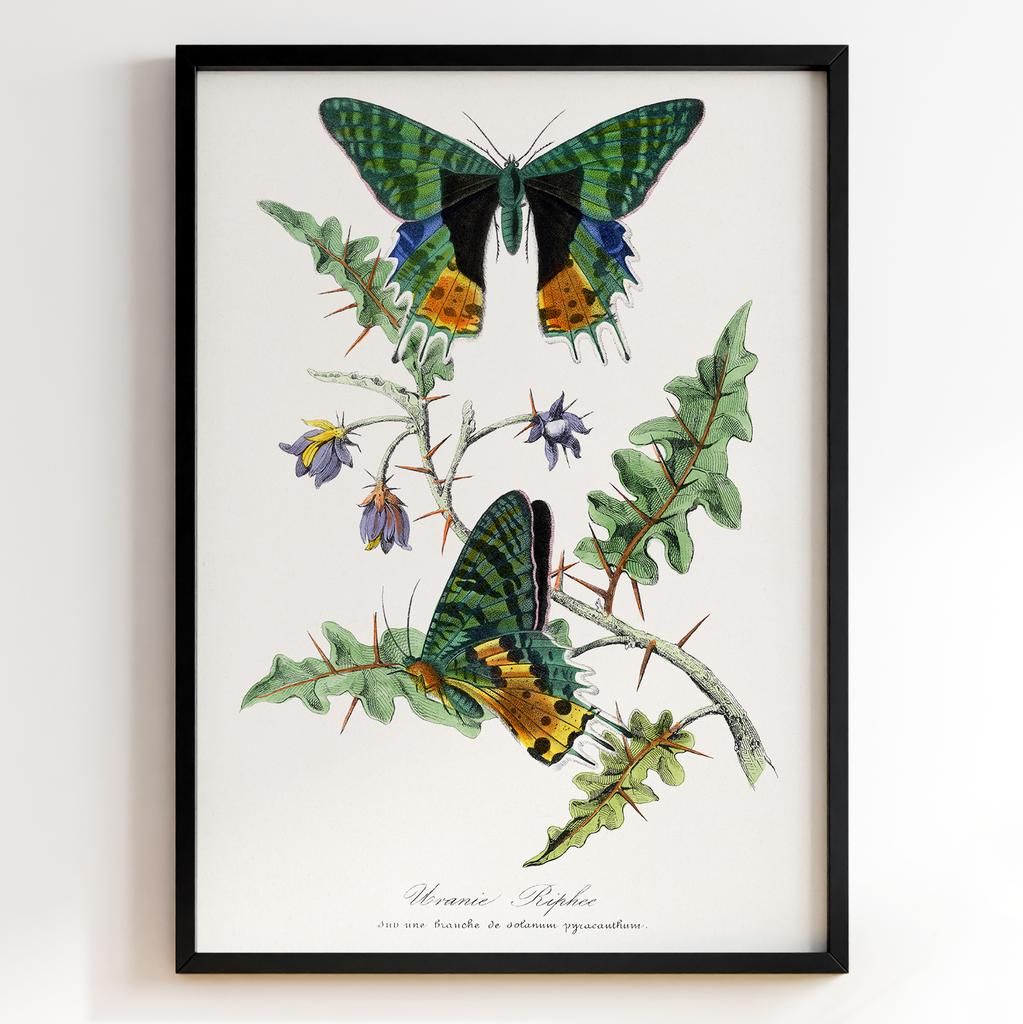 Ботанічний постер Поль Жерве | Paul Gervais Арт: 28453