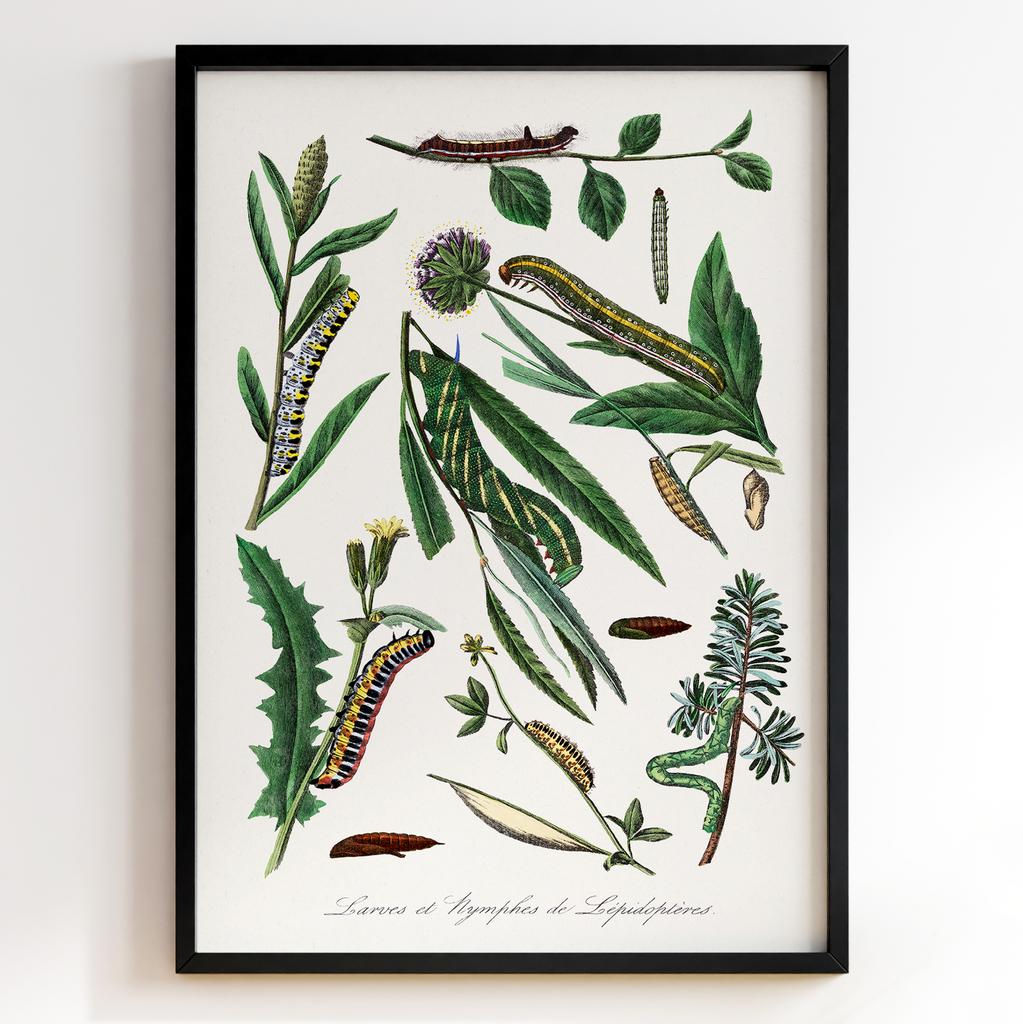 Ботанічний постер Поль Жерве | Paul Gervais Арт: 28454