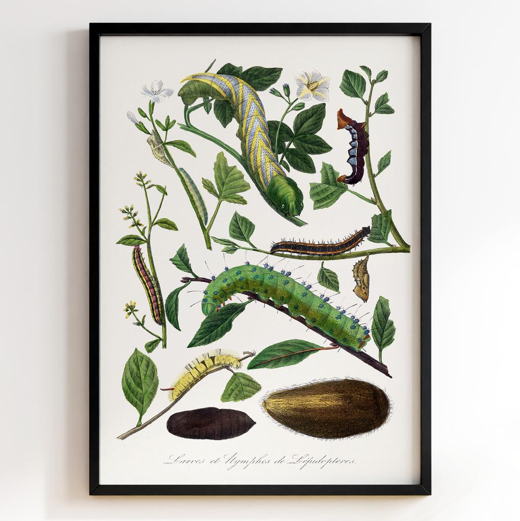 Ботанічний постер Поль Жерве | Paul Gervais Арт: 28455