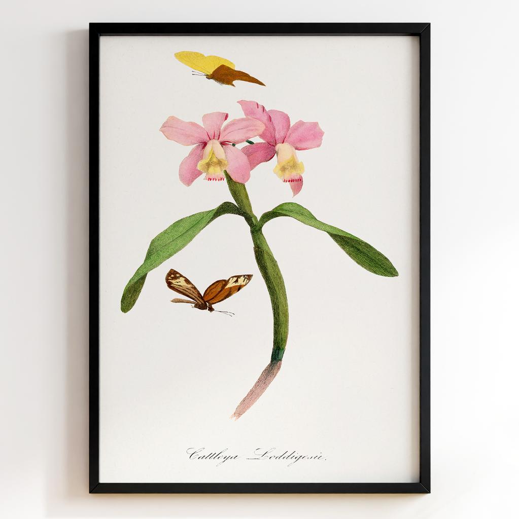 Ботанічний постер Поль Жерве | Paul Gervais Арт: 28456