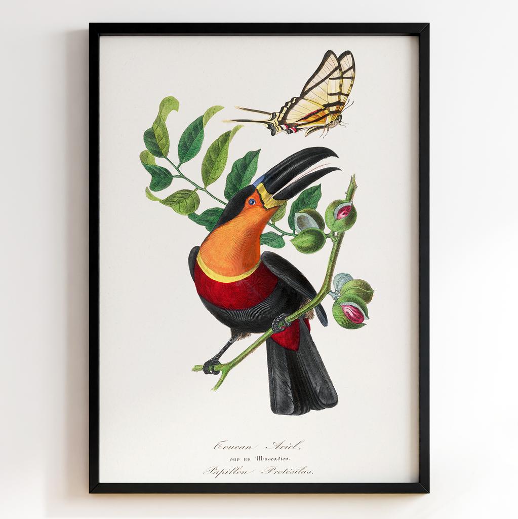 Ботанічний постер Поль Жерве | Paul Gervais Арт: 28457