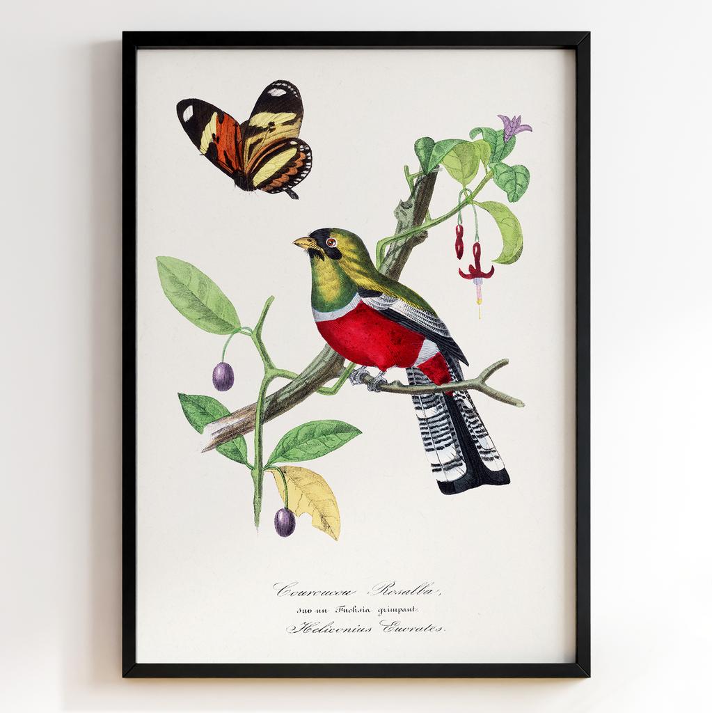 Ботанічний постер Поль Жерве | Paul Gervais Арт: 28458