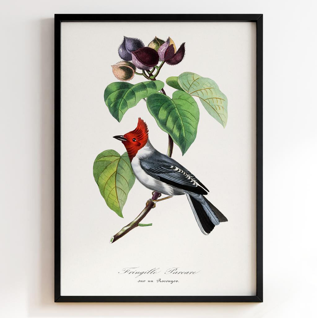 Ботанічний постер Поль Жерве | Paul Gervais Арт: 28459