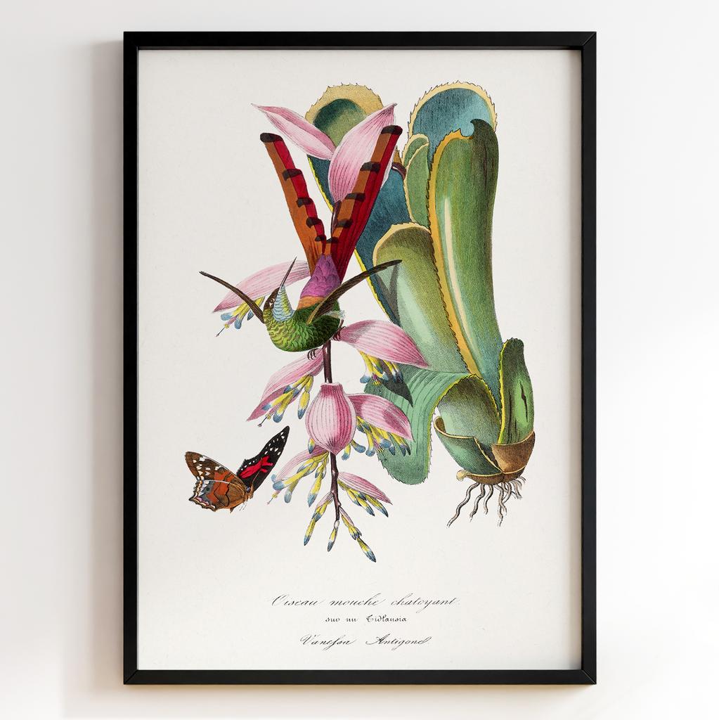 Ботанічний постер Поль Жерве | Paul Gervais Арт: 28460