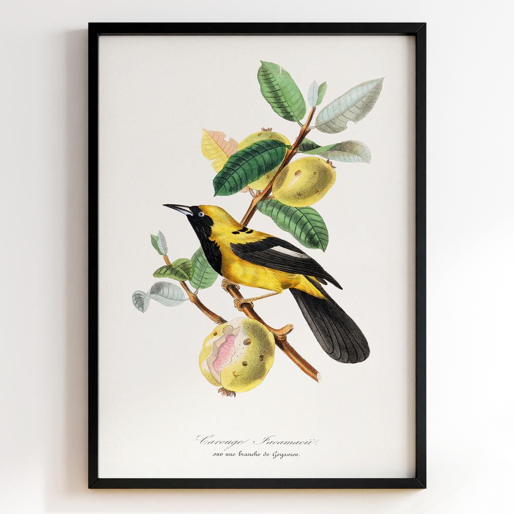 Ботанічний постер Поль Жерве | Paul Gervais Арт: 28461