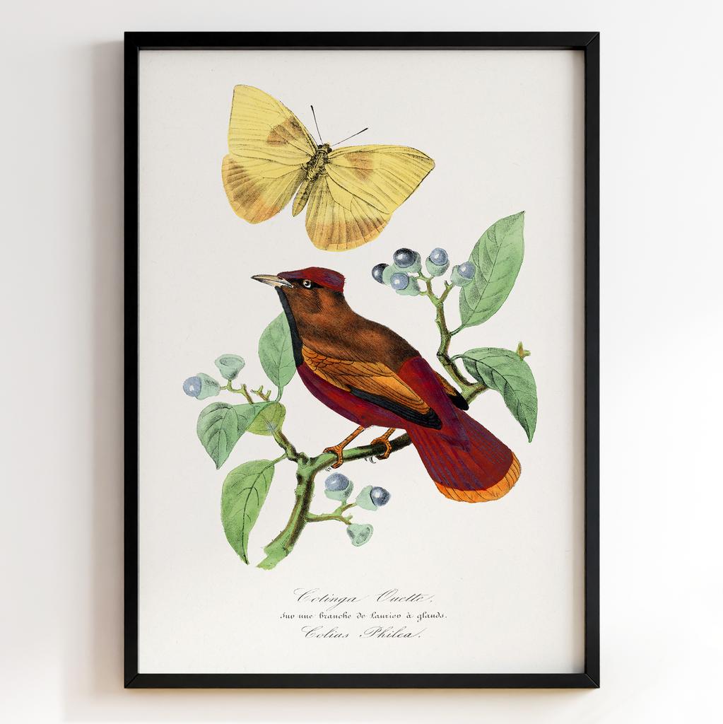 Ботанічний постер Поль Жерве | Paul Gervais Арт: 28462