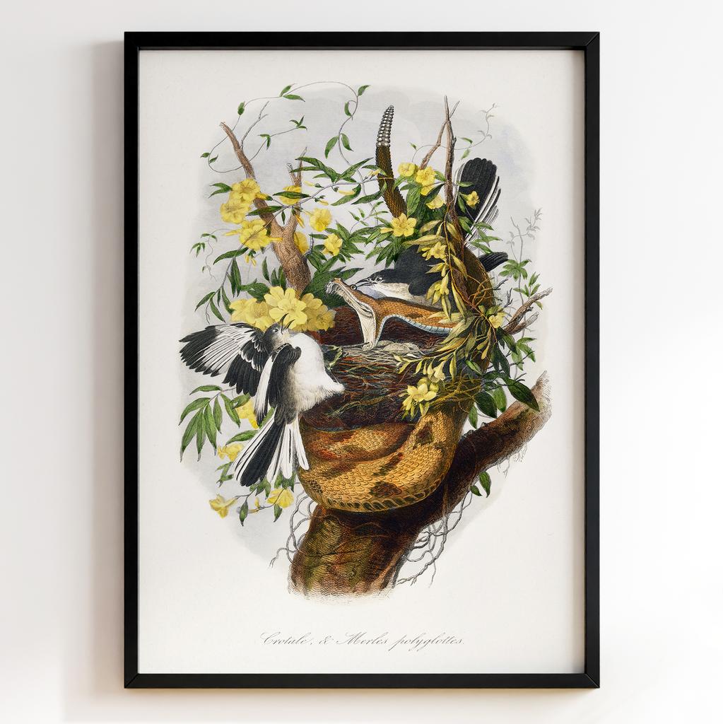 Ботанічний постер Поль Жерве | Paul Gervais Арт: 28463