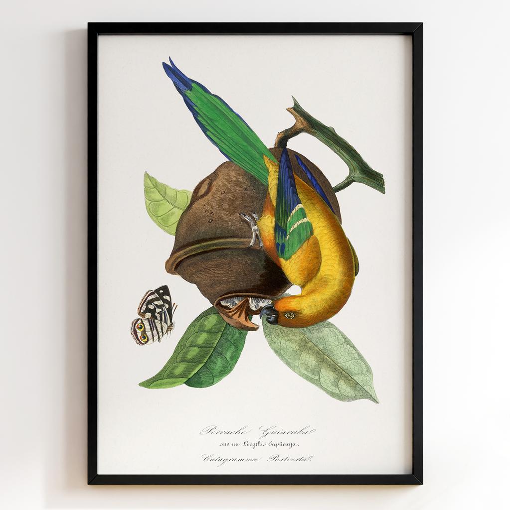 Ботанічний постер Поль Жерве | Paul Gervais Арт: 28464