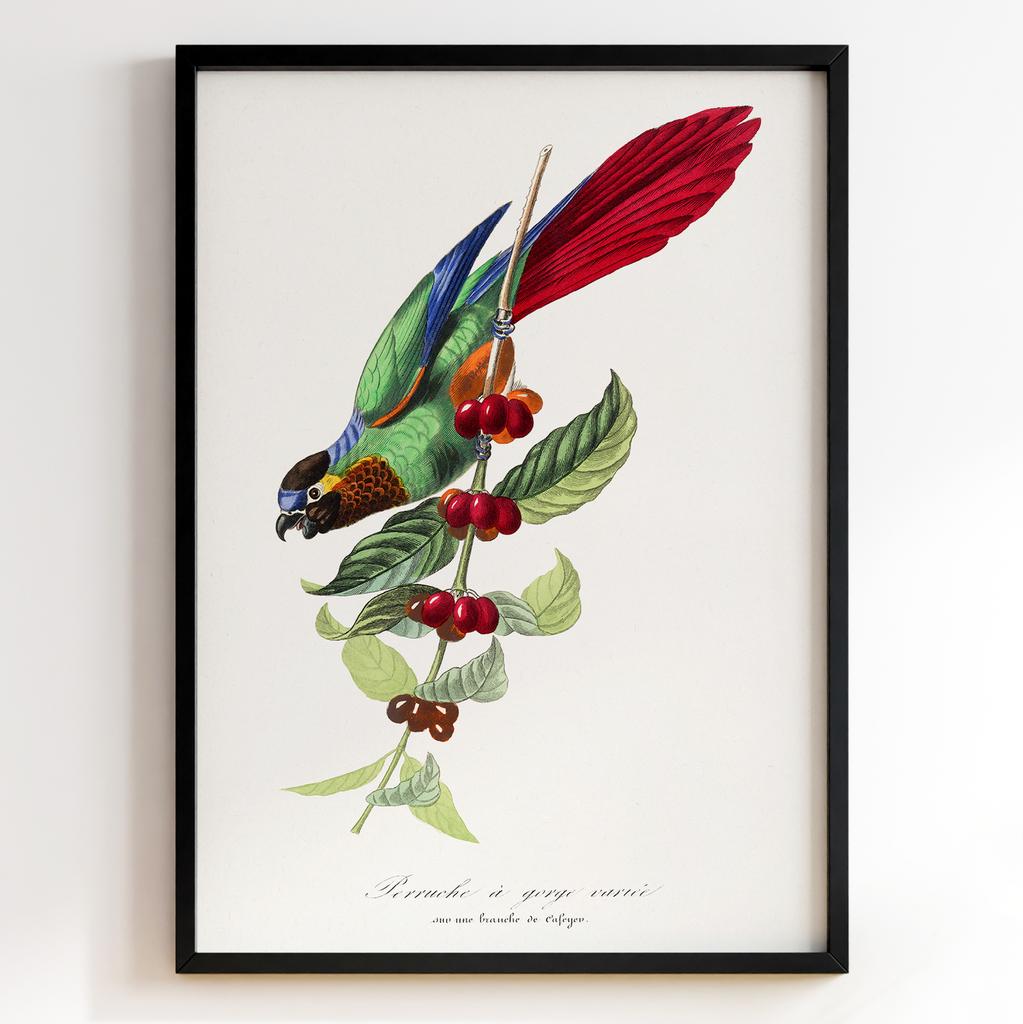 Ботанічний постер Поль Жерве | Paul Gervais Арт: 28465