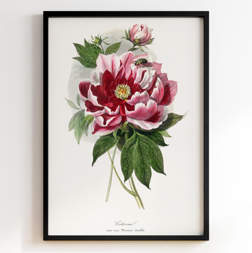 Ботанічний постер Поль Жерве | Paul Gervais Арт: 28466