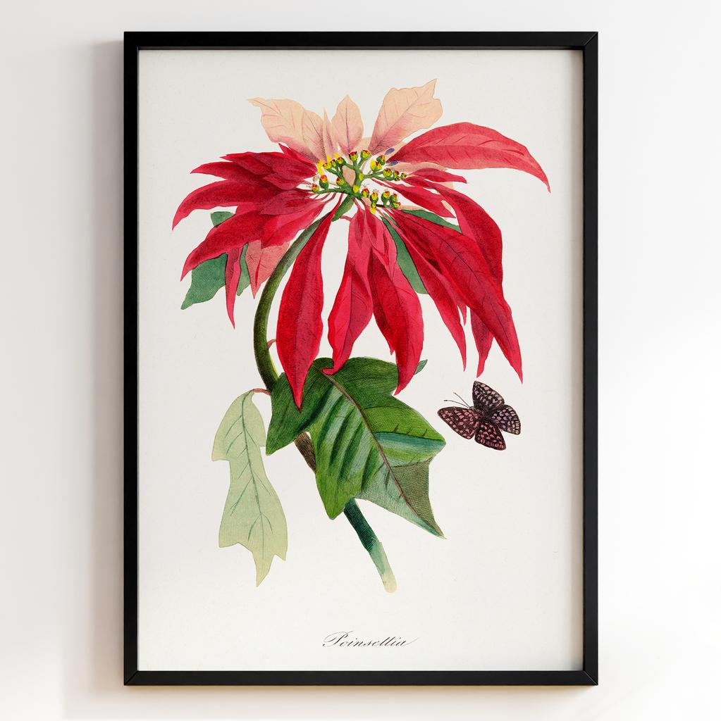 Ботанічний постер Поль Жерве | Paul Gervais Арт: 28467