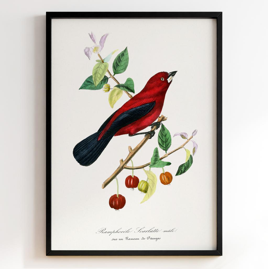 Ботанічний постер Поль Жерве | Paul Gervais Арт: 28468