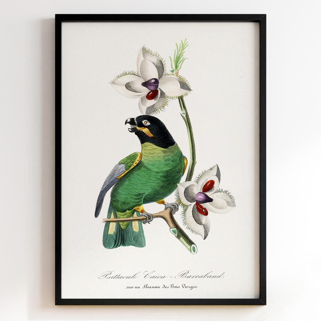 Ботанічний постер Поль Жерве | Paul Gervais Арт: 28469