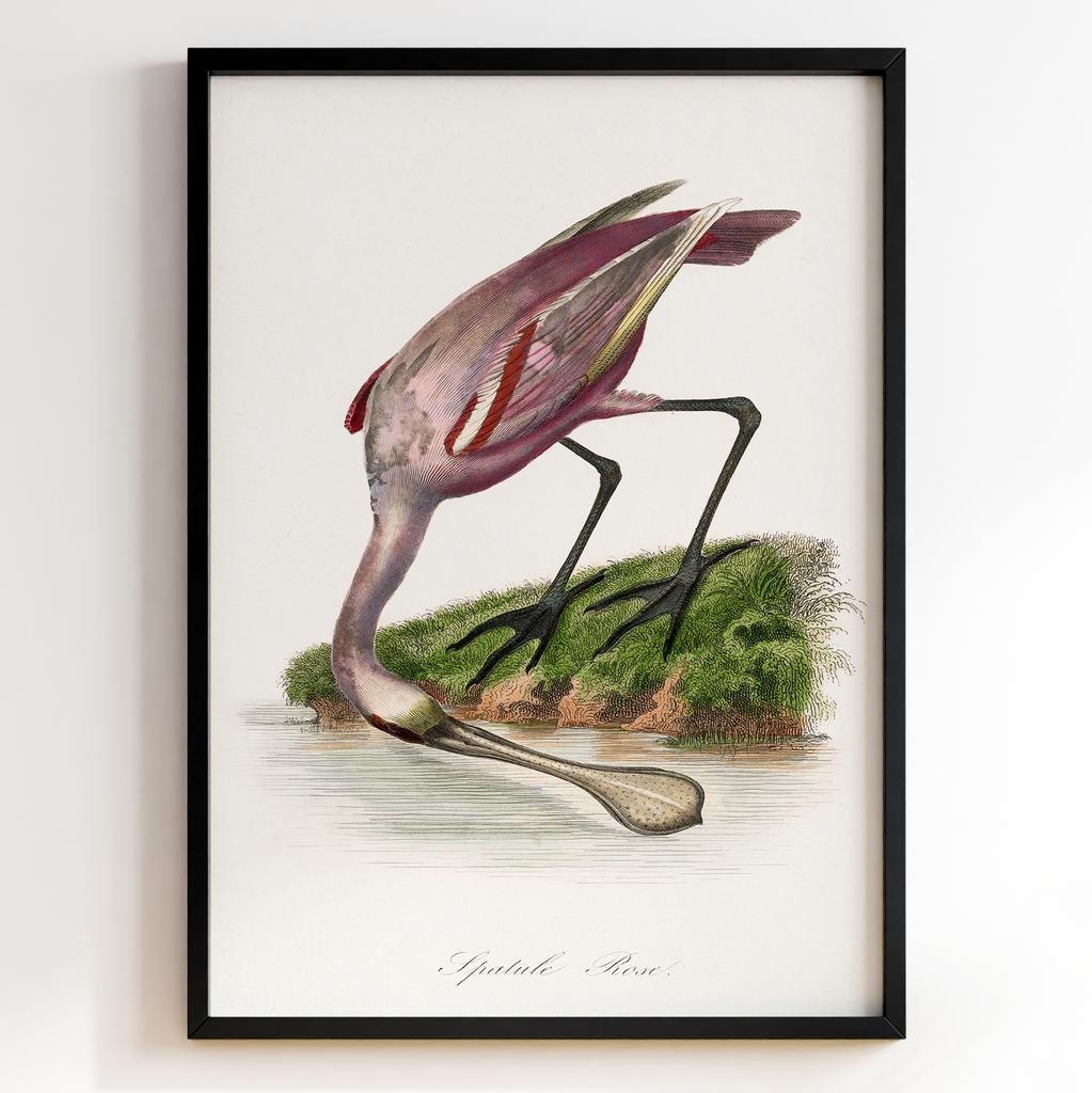 Ботанічний постер Поль Жерве | Paul Gervais Арт: 28470