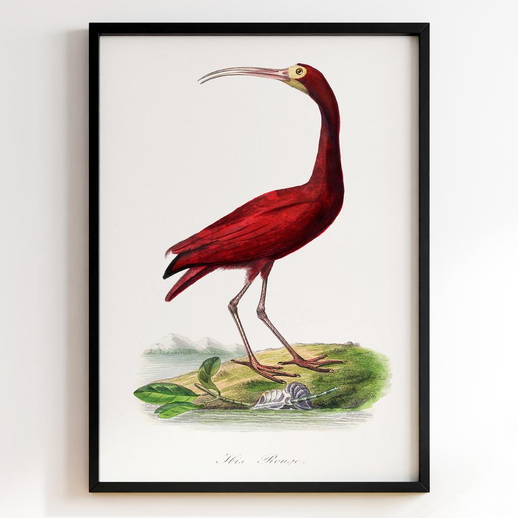 Ботанічний постер Поль Жерве | Paul Gervais Арт: 28471