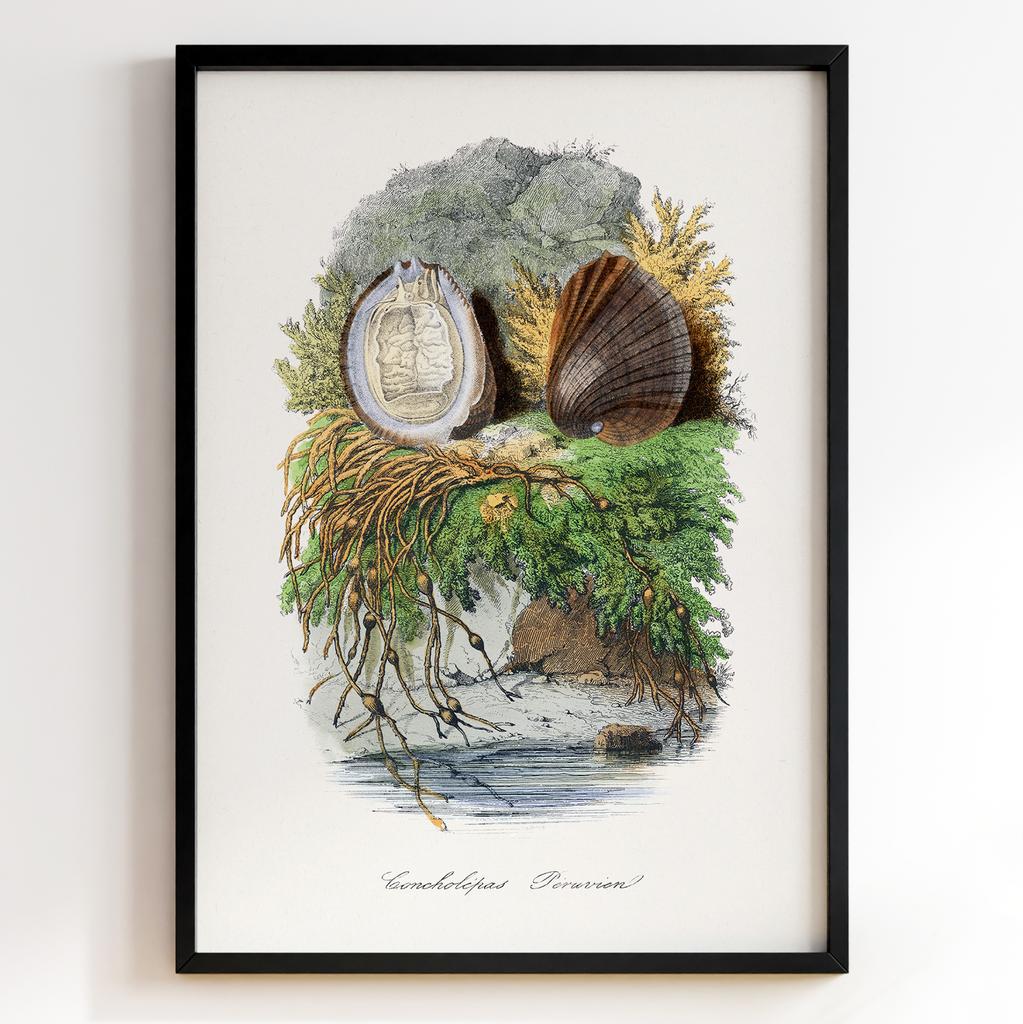 Ботанічний постер Поль Жерве | Paul Gervais Арт: 28472