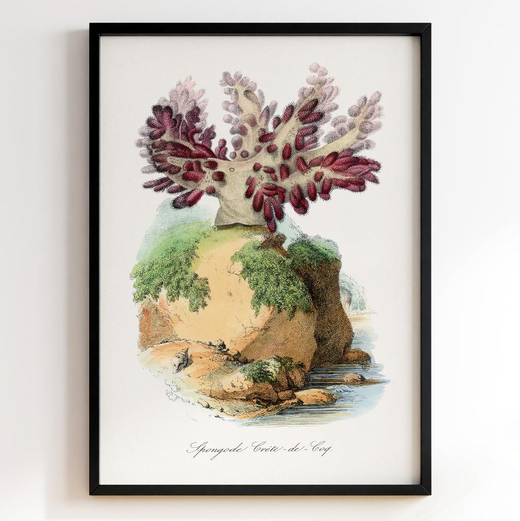 Ботанічний постер Поль Жерве | Paul Gervais Арт: 28473
